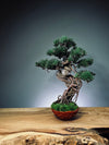 Rise - Cultured Garden (Preserved Plants)