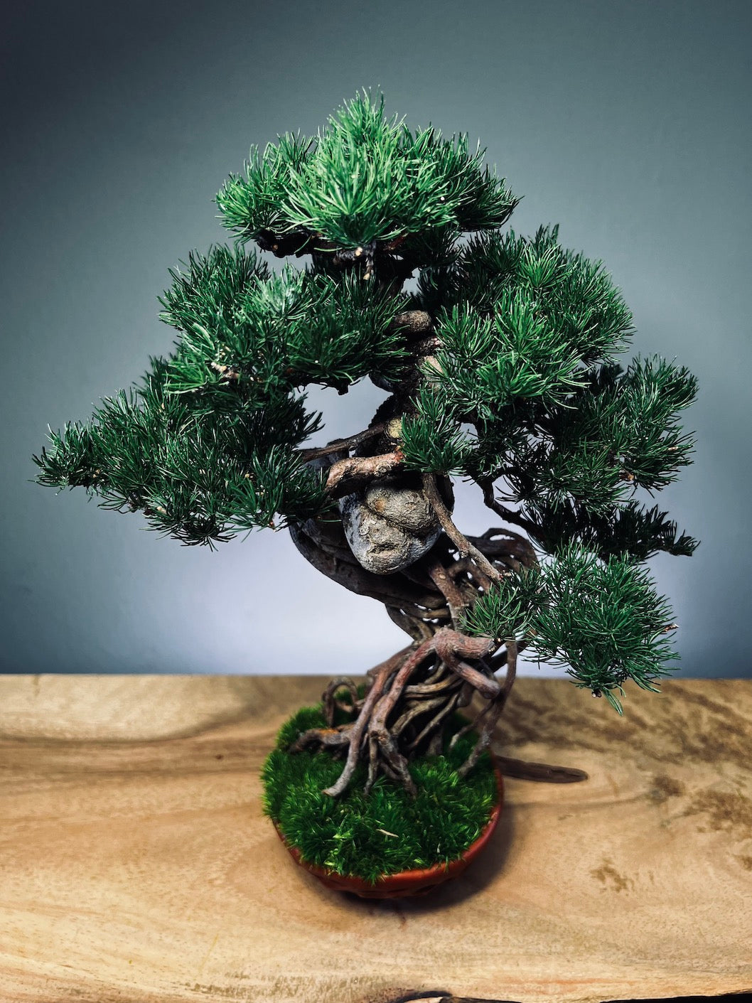 Rise - Cultured Garden (Preserved Plants)