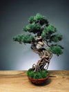 Rise - Cultured Garden (Preserved Plants)