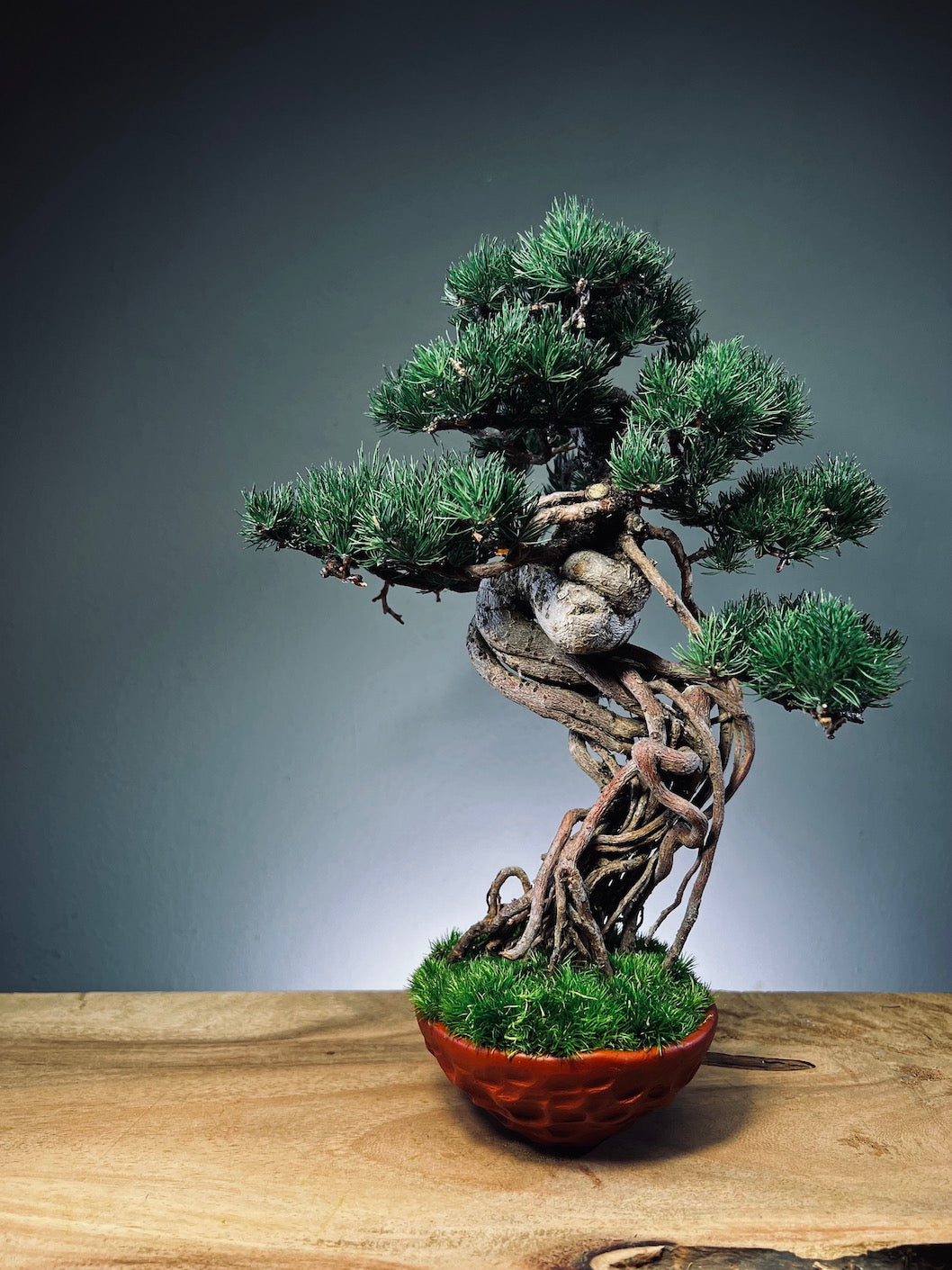 Rise - Cultured Garden (Preserved Plants)