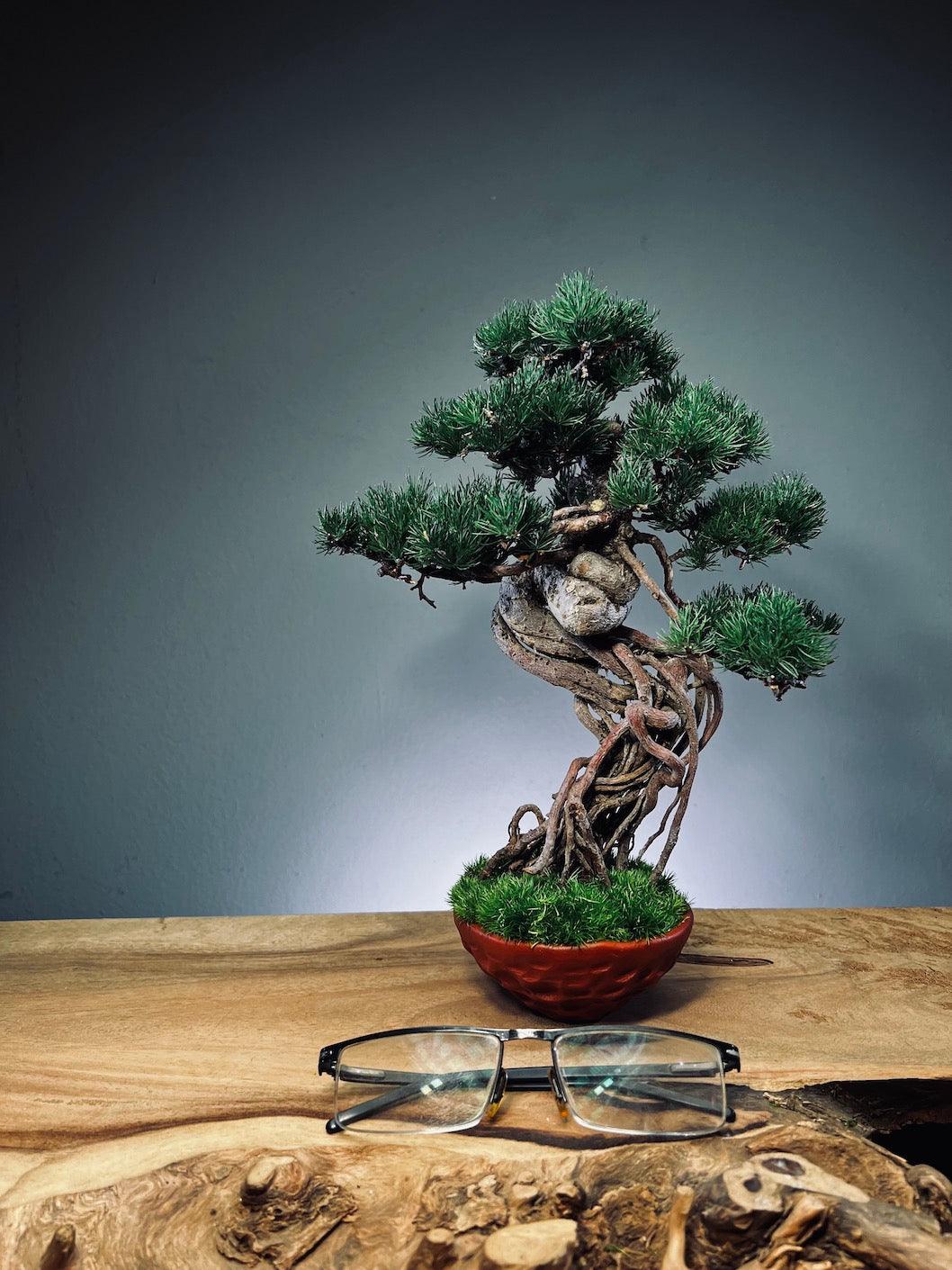 Rise - Cultured Garden (Preserved Plants)