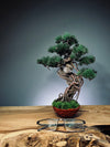 Rise - Cultured Garden (Preserved Plants)
