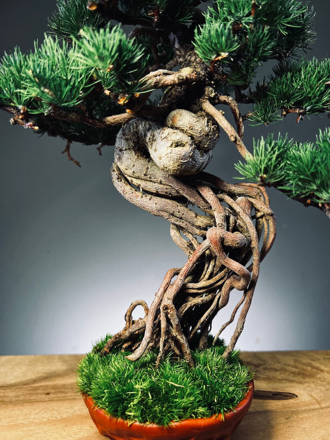Rise - Cultured Garden (Preserved Plants)