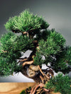 Rise - Cultured Garden (Preserved Plants)