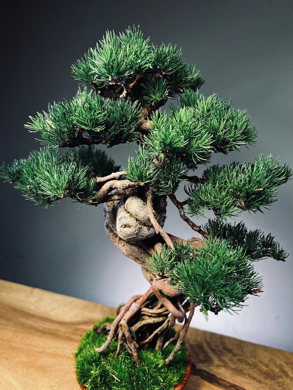 Rise - Cultured Garden (Preserved Plants)