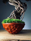Rise - Cultured Garden (Preserved Plants)