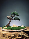 Clearwater Bay - Juniper (Preserved Plants)