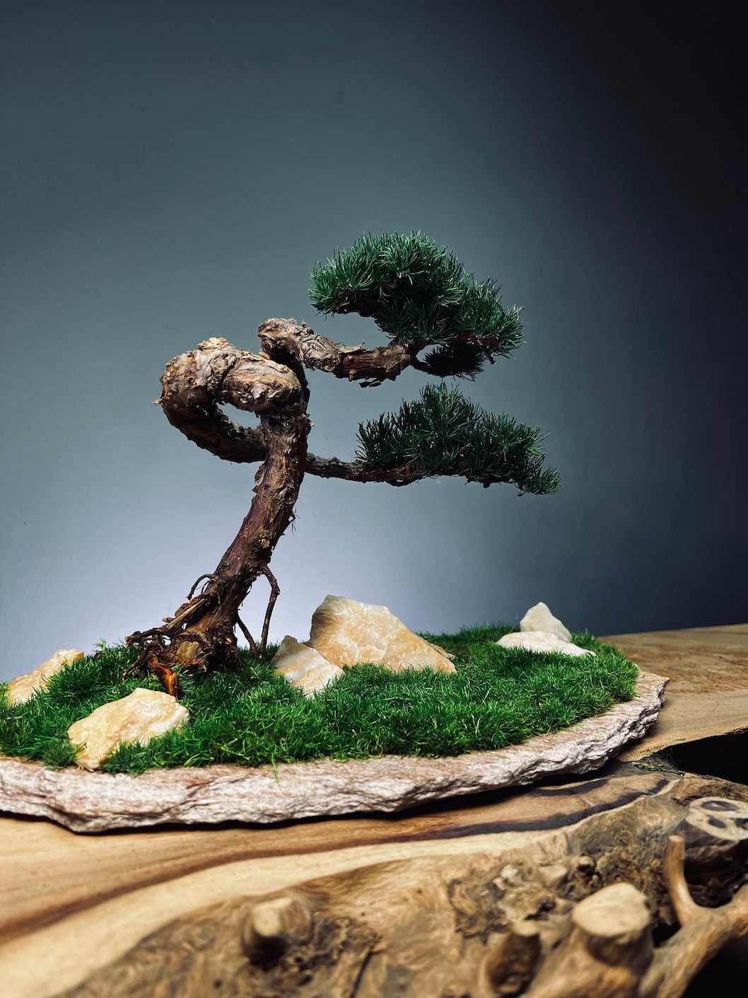 Clearwater Bay - Juniper (Preserved Plants)