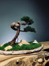 Clearwater Bay - Juniper (Preserved Plants)