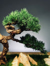 Clearwater Bay - Juniper (Preserved Plants)