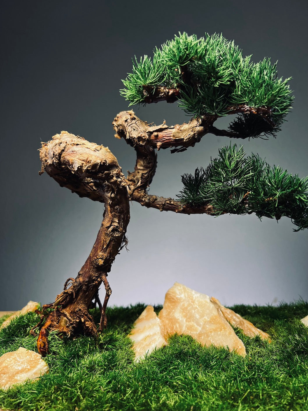 Clearwater Bay - Juniper (Preserved Plants)