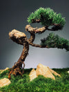 Clearwater Bay - Juniper (Preserved Plants)