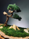 Clearwater Bay - Juniper (Preserved Plants)