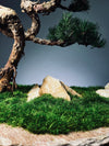 Clearwater Bay - Juniper (Preserved Plants)