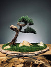 Clearwater Bay - Juniper (Preserved Plants)