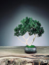 Jade - Pine Needle edition (Preserved Plants)