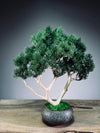 Jade - Pine Needle edition (Preserved Plants)