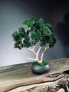 Jade - Pine Needle edition (Preserved Plants)