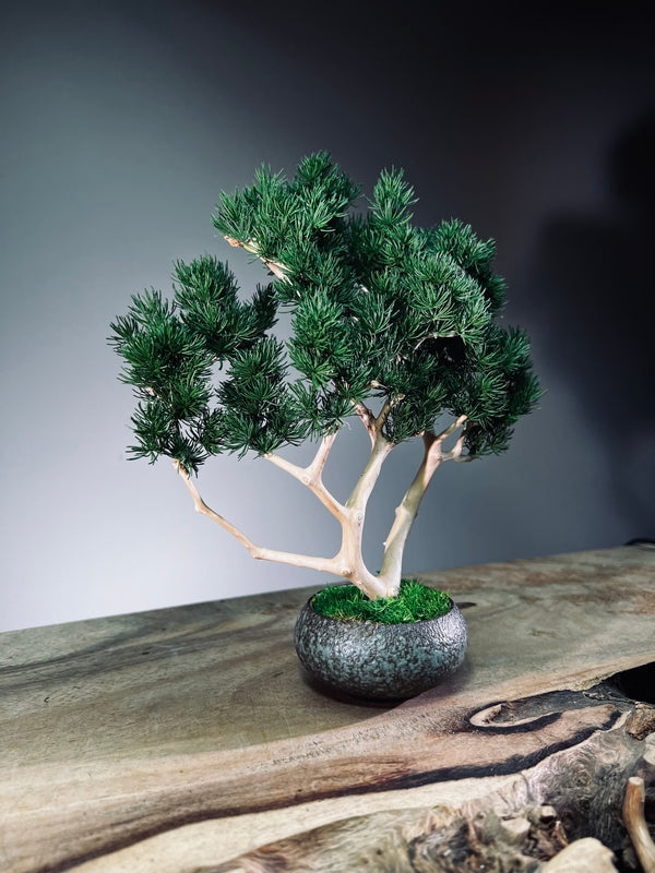 Jade - Pine Needle edition (Preserved Plants)