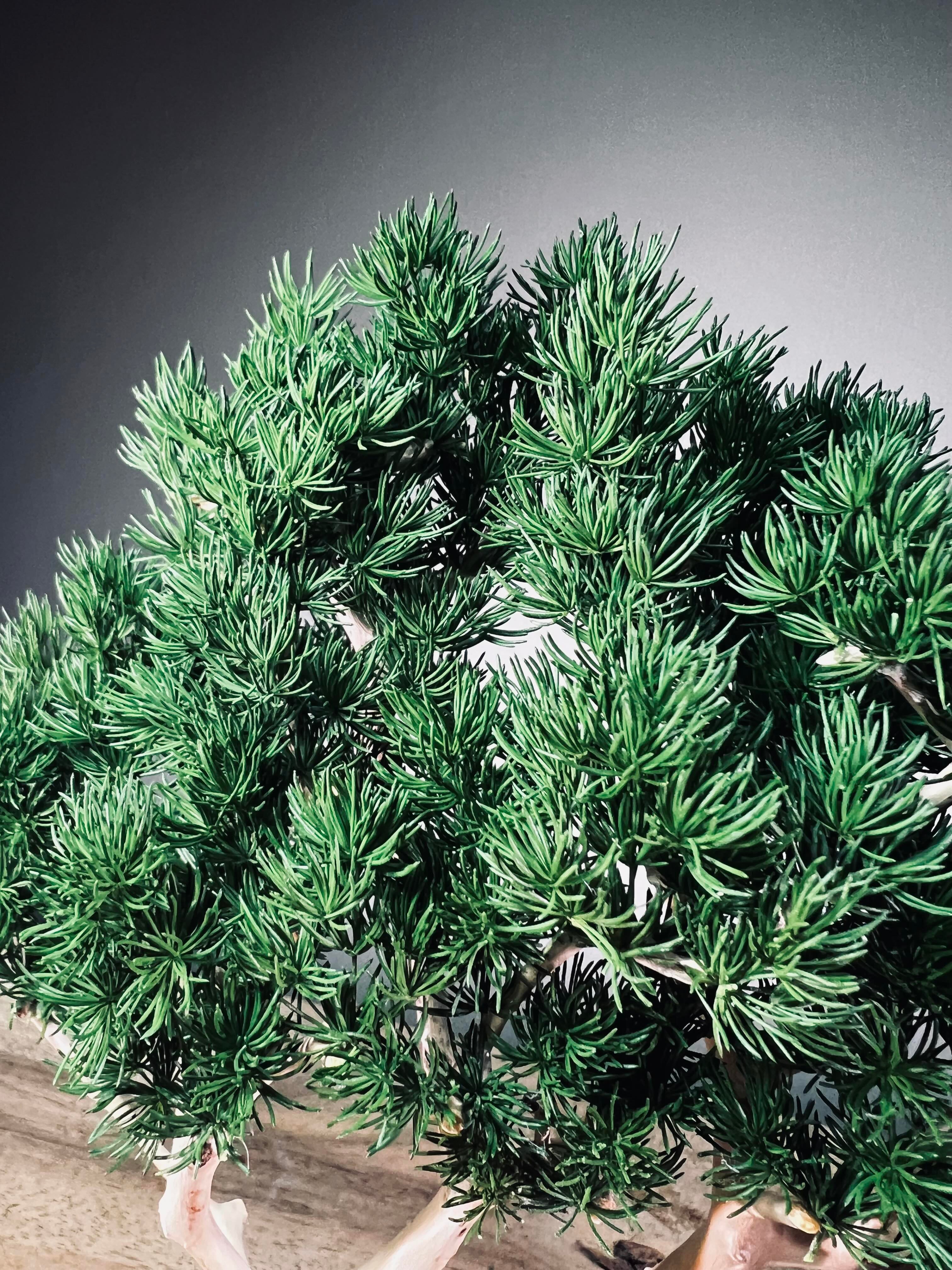Jade - Pine Needle edition (Preserved Plants)