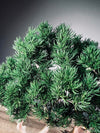 Jade - Pine Needle edition (Preserved Plants)