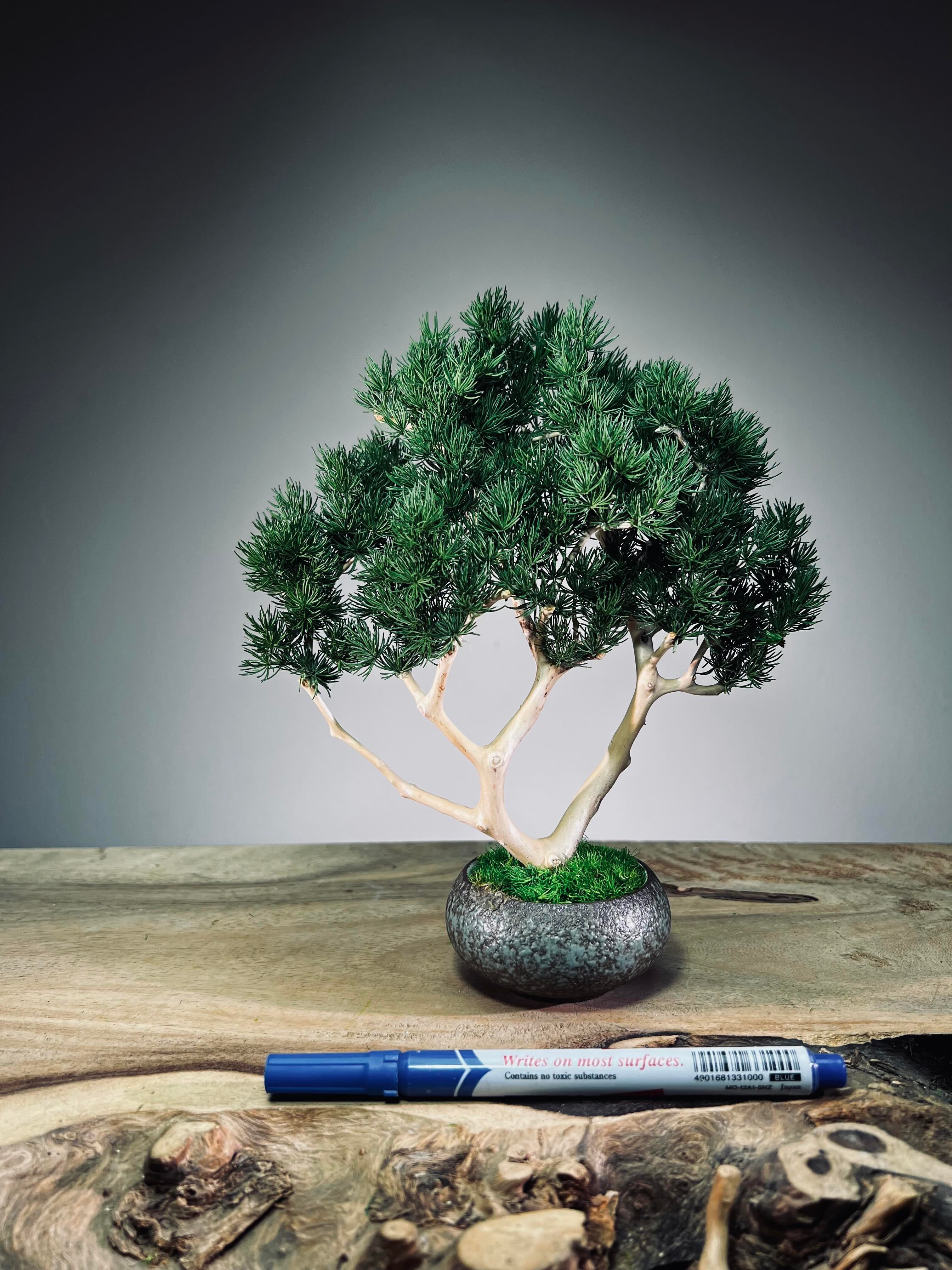 Jade - Pine Needle edition (Preserved Plants)