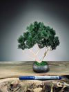Jade - Pine Needle edition (Preserved Plants)