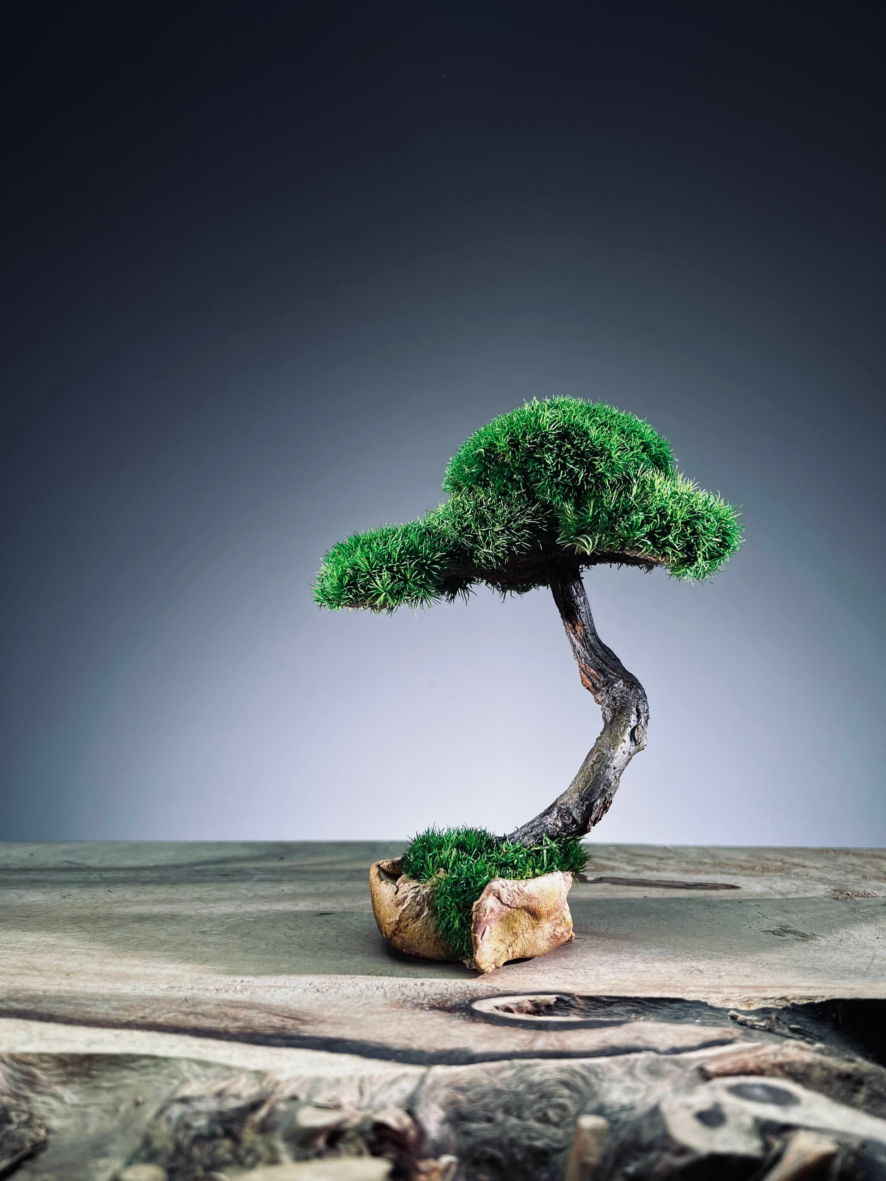 A Small Tree in the East - Classics - Rosewood edition (Preserved Plants)