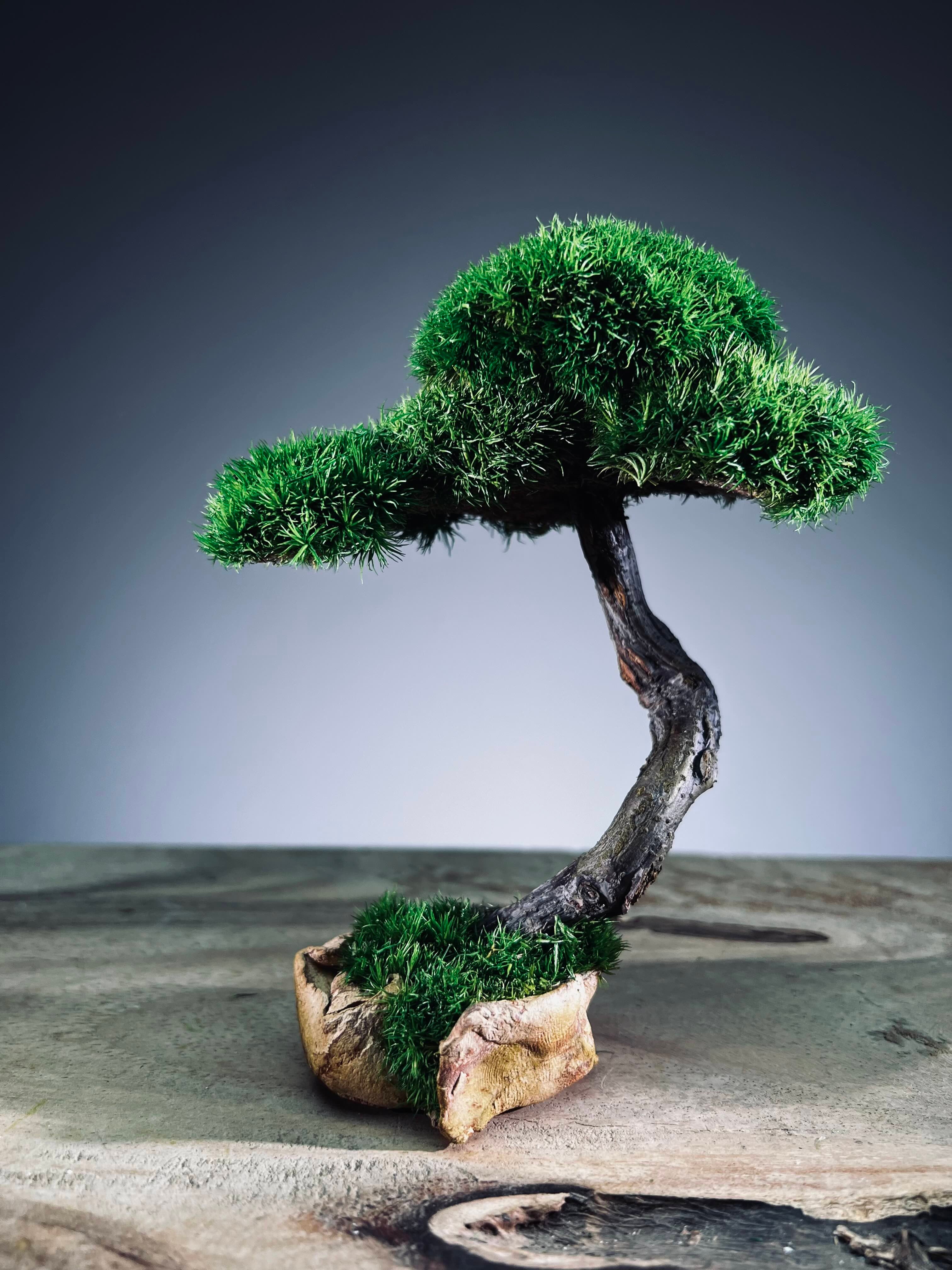 A Small Tree in the East - Classics - Rosewood edition (Preserved Plants)