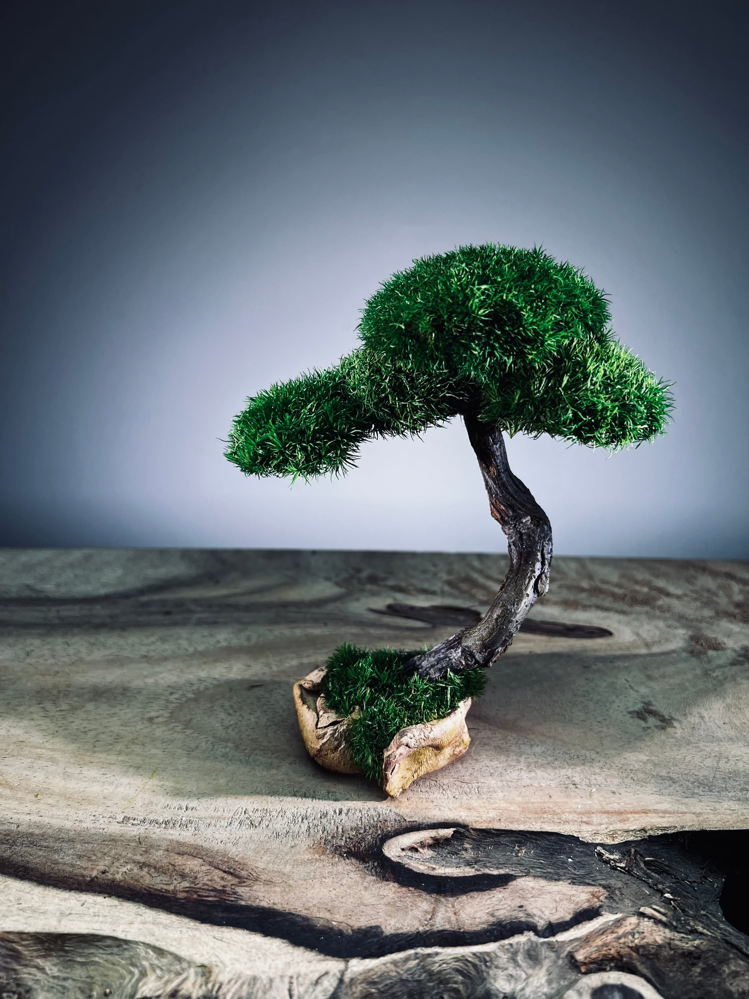A Small Tree in the East - Classics - Rosewood edition (Preserved Plants)