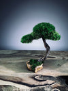 A Small Tree in the East - Classics - Rosewood edition (Preserved Plants)