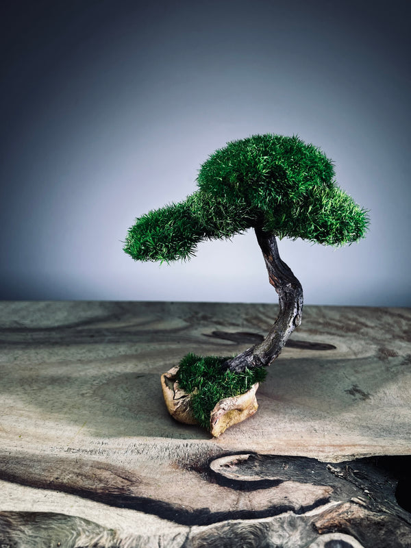 A Small Tree in the East - Classics - Rosewood edition (Preserved Plants)