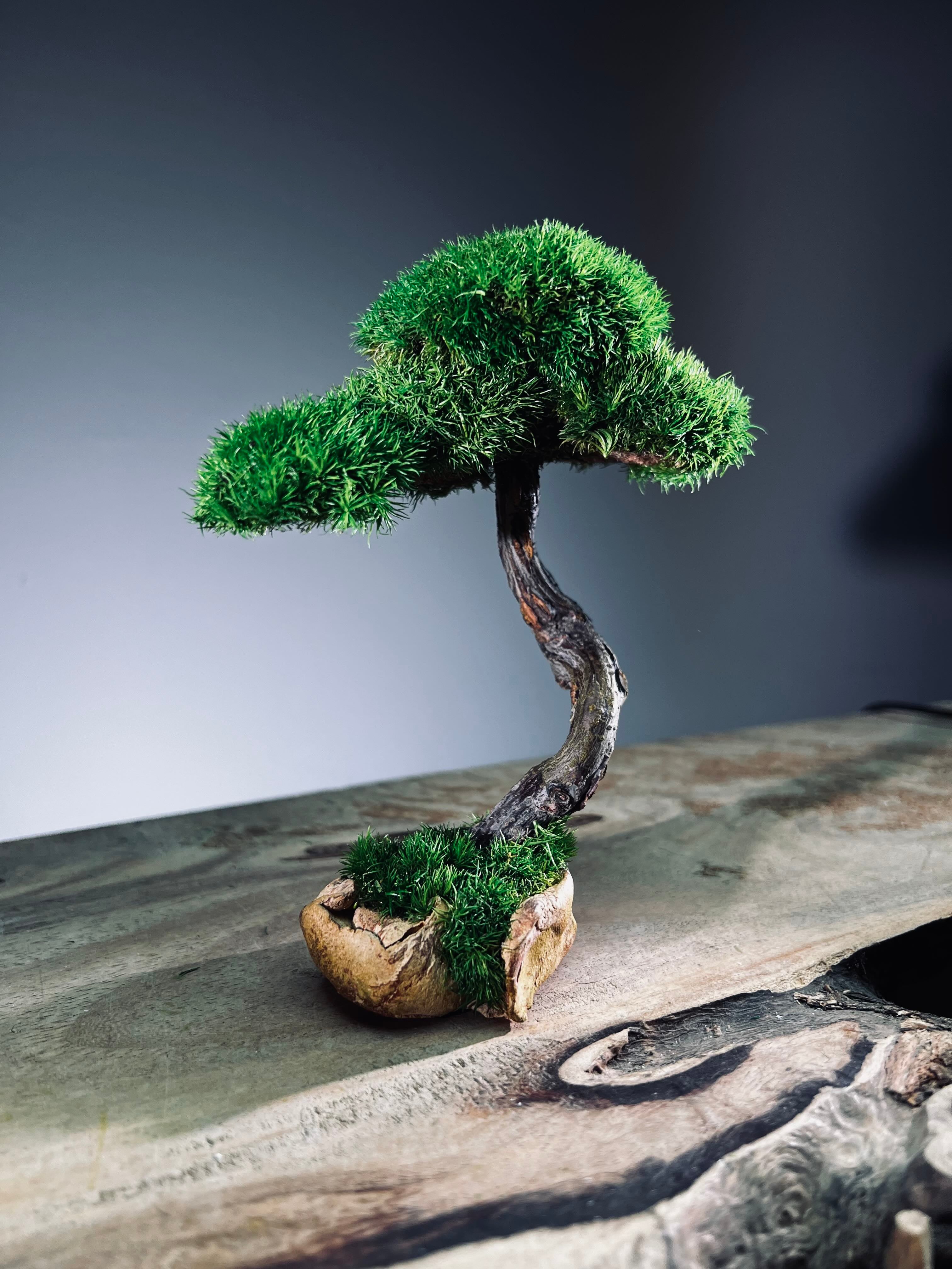 A Small Tree in the East - Classics - Rosewood edition (Preserved Plants)
