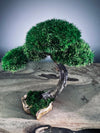 A Small Tree in the East - Classics - Rosewood edition (Preserved Plants)