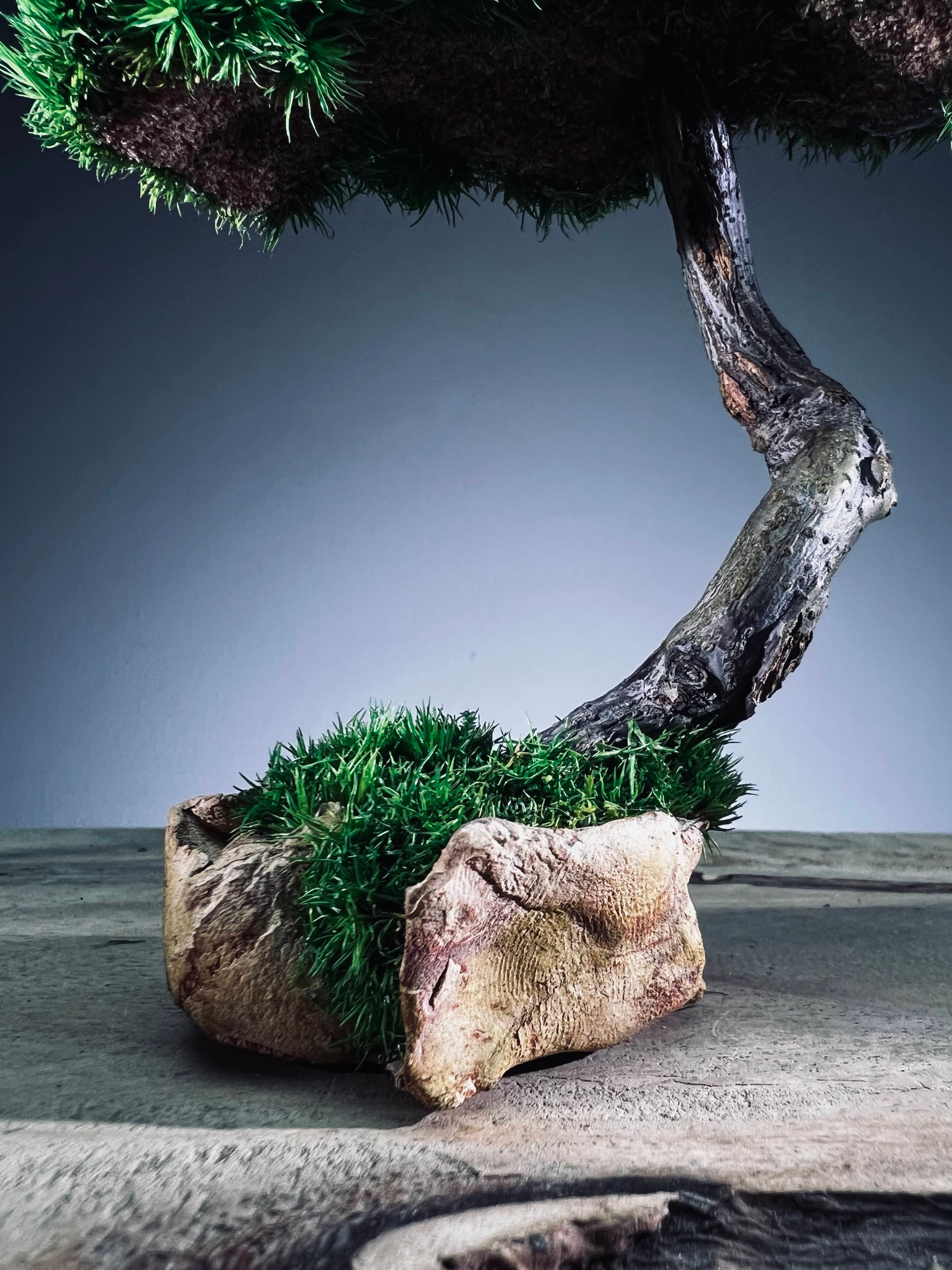 A Small Tree in the East - Classics - Rosewood edition (Preserved Plants)