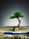 A Small Tree in the East - Classics - Rosewood edition (Preserved Plants)