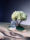 A Small Tree in the East - Sakura - Early Spring - Journeyman (Preserved Plants)
