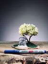 A Small Tree in the East - Sakura - Early Spring - Journeyman (Preserved Plants)