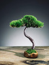 A Small Tree in the East - Classics - Rosewood edition (Preserved Plants)