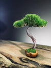 A Small Tree in the East - Classics - Rosewood edition (Preserved Plants)