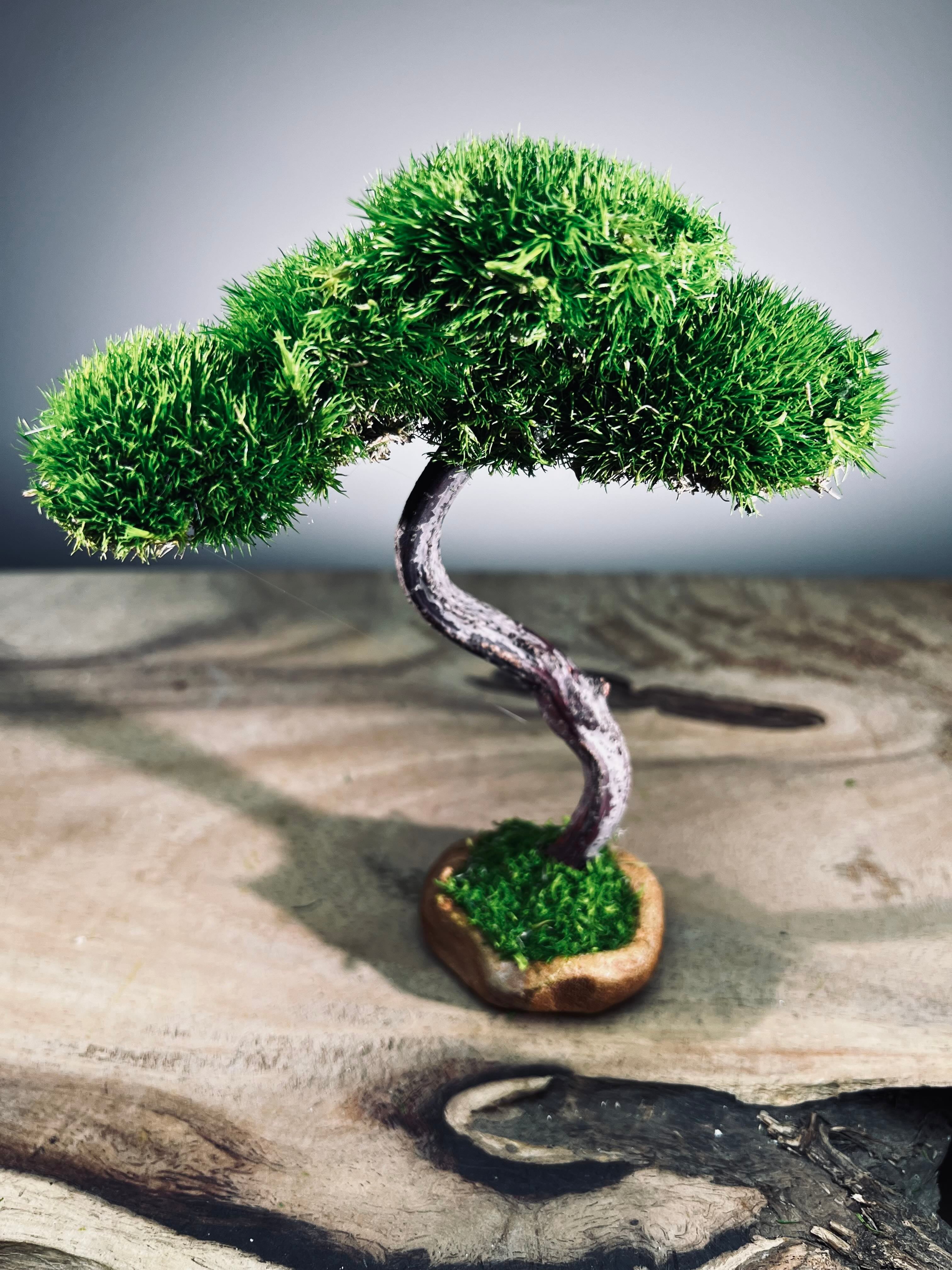 A Small Tree in the East - Classics - Rosewood edition (Preserved Plants)