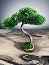 A Small Tree in the East - Classics - Rosewood edition (Preserved Plants)