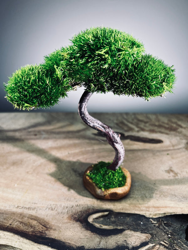 A Small Tree in the East - Classics - Rosewood edition (Preserved Plants)