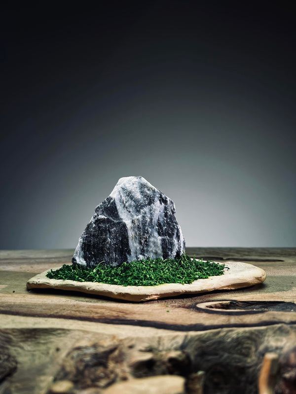 Slow Stone - Freshman (Preserved Plants)