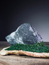 Slow Stone - Freshman - Smaller (Preserved Plants)