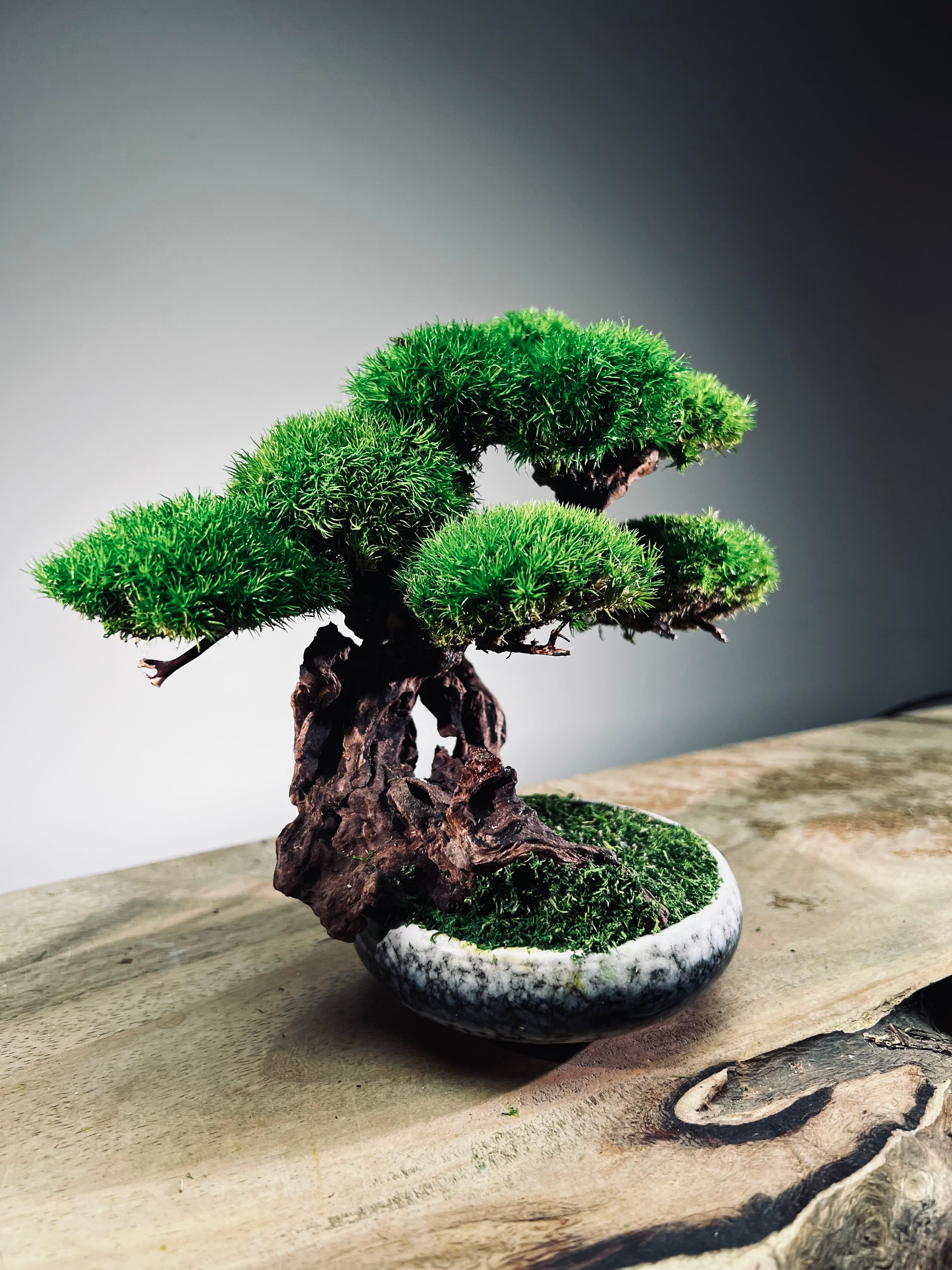 Greenwood - Freshman (Preserved Plants)