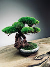 Greenwood - Freshman (Preserved Plants)