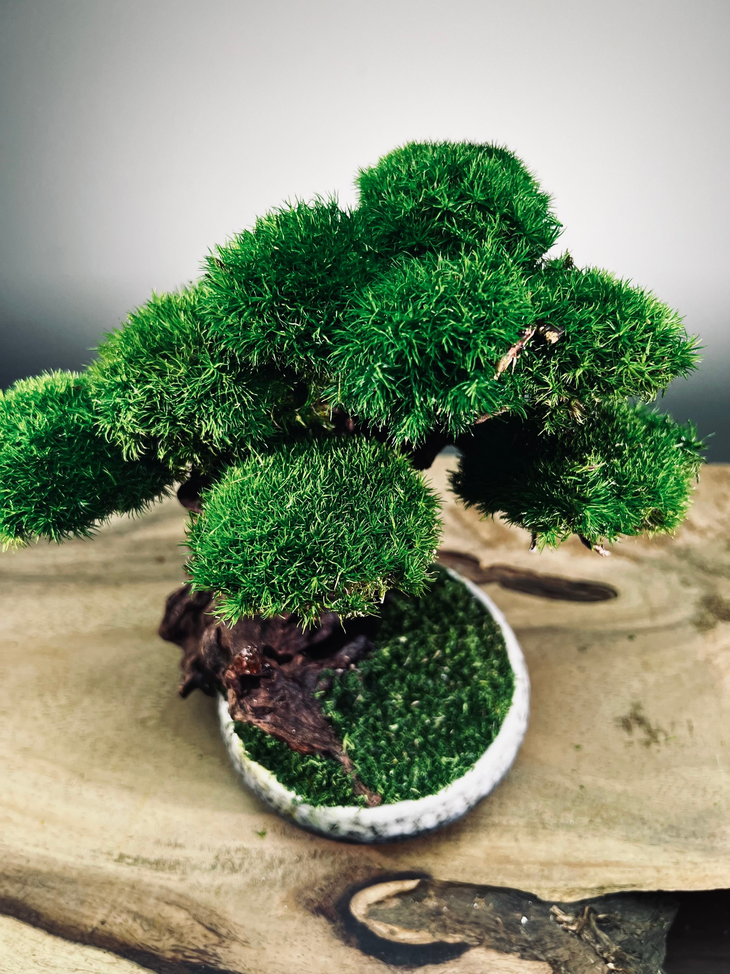 Greenwood - Freshman (Preserved Plants)