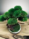 Greenwood - Freshman (Preserved Plants)