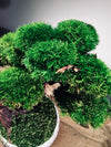 Greenwood - Freshman (Preserved Plants)